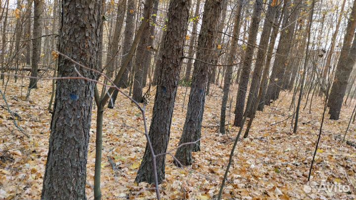 Лиственница кругляк