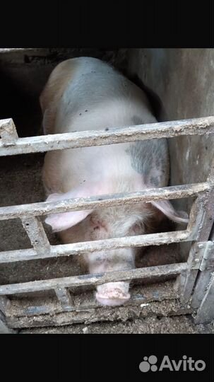 Свиноматка