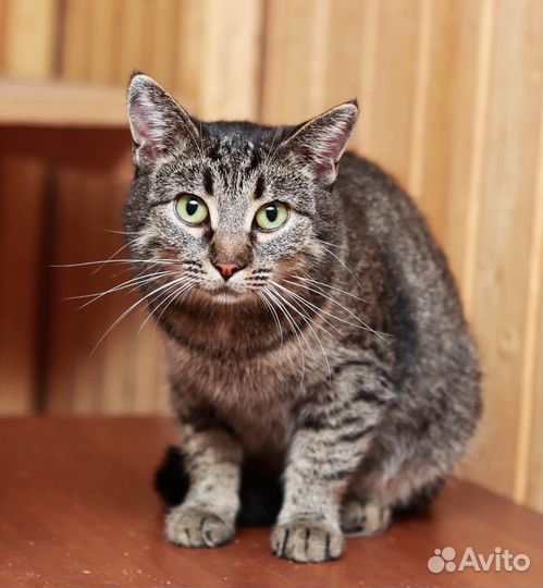 Кошечка 3 года, Алиса