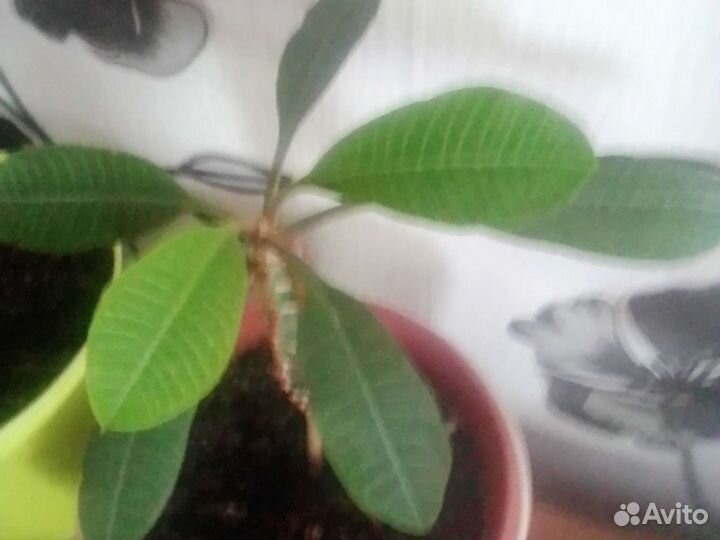 Комнатные цветы