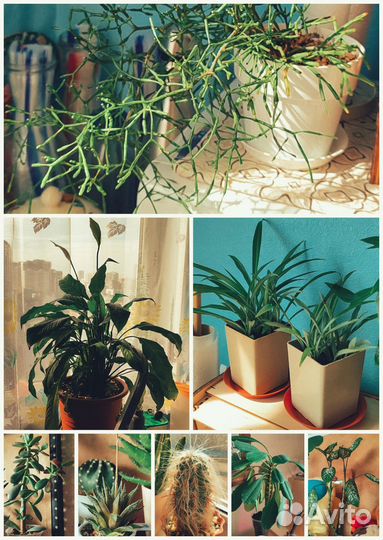 Комнатные растения: более 50 экземпляров