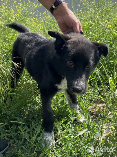 Щенок подросток в добрые руки