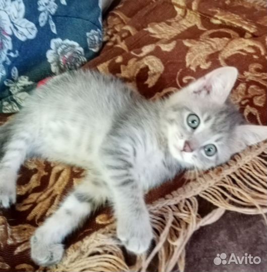 Котятки
