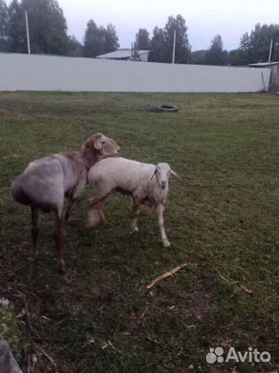 Курдючные овцы, бараны, ярки