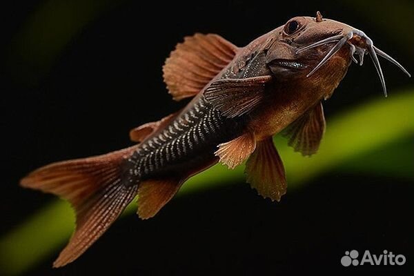 Рыбки, сомики