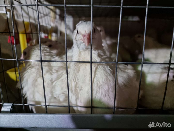 Яйца перепелиные инкубационные