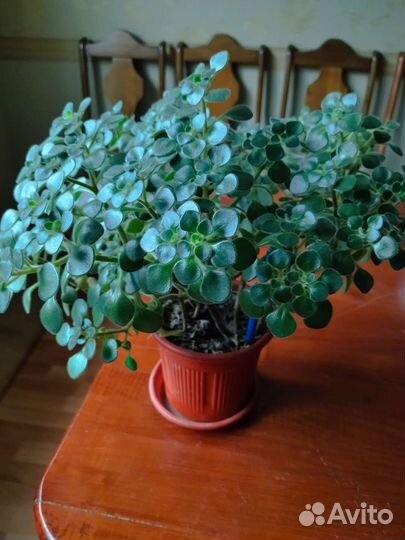 Комнатные растения цветы