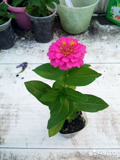 Циния рассада