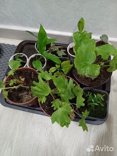 Фикус бенджамина