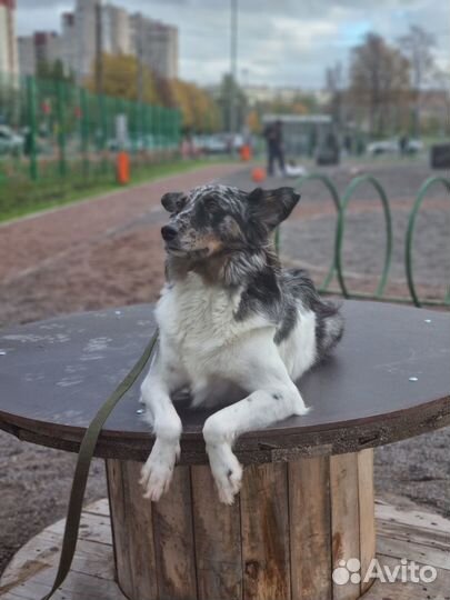 Кинолог, дрессировка, набор в группу
