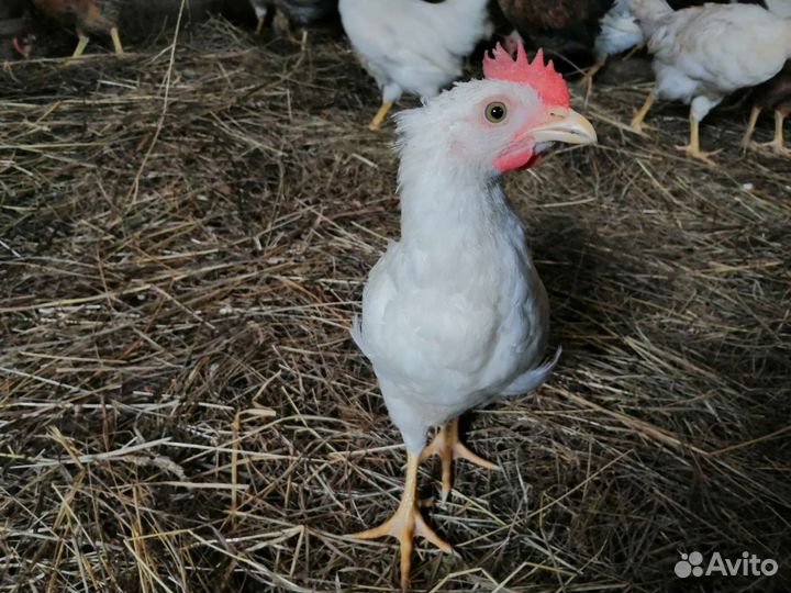 Куры молодки