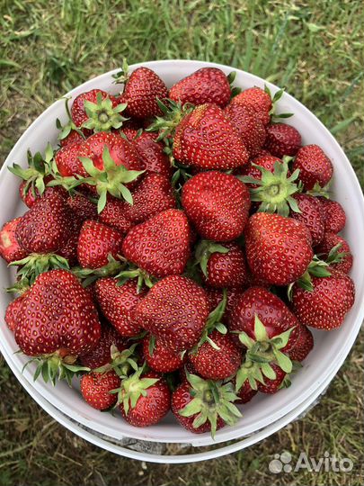 Клубника рассада