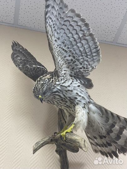 Чучело птицы