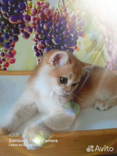 Золотые британские котята