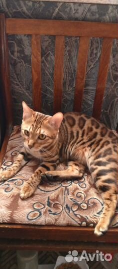 Бенгальская кошка