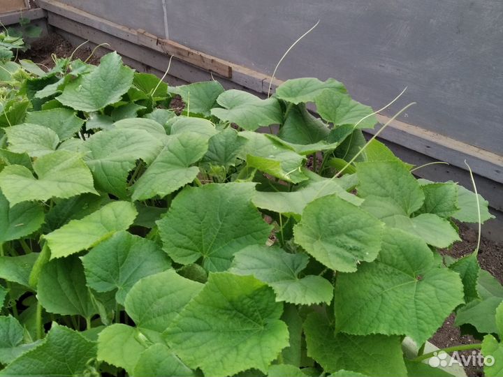 Рассада огурцов,перцев