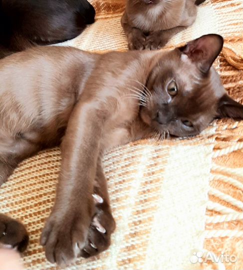 Бурманский котенок