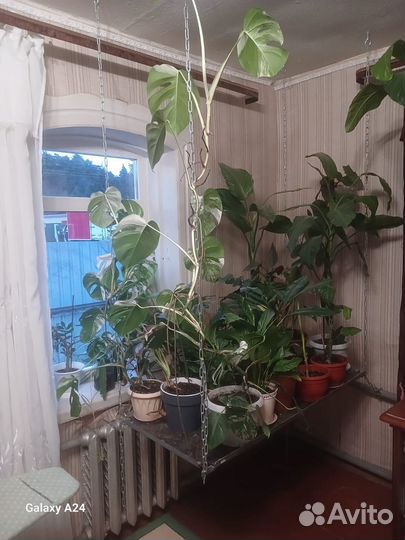 Комнатные растения