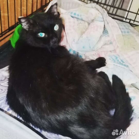 Котик Джо