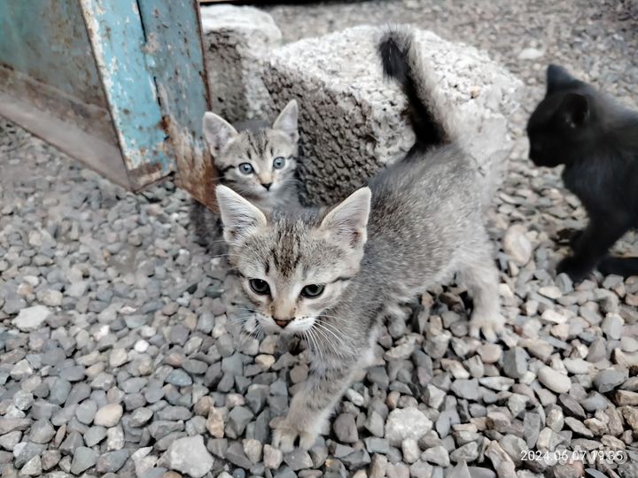 Котята в добрые руки