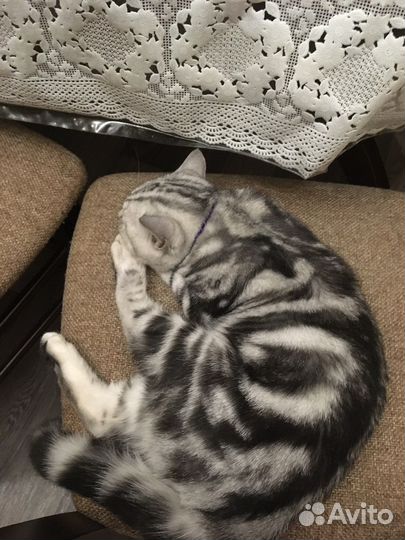 Кот ищет кошечку