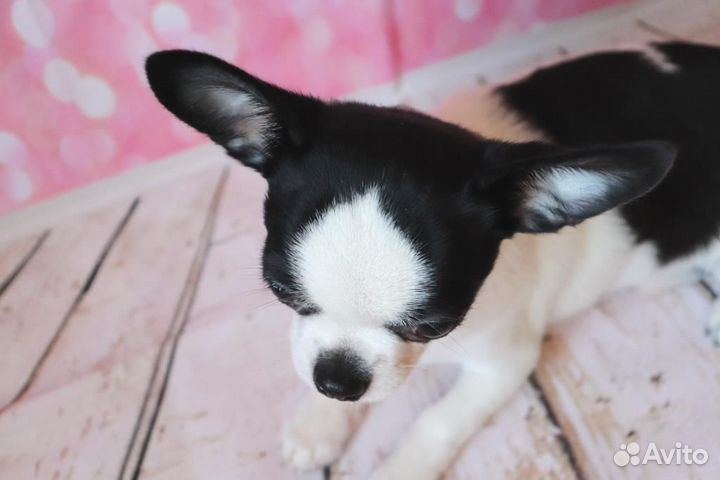 Чихуахуа щенки Москва