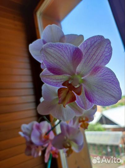 Дендробиум фаленопсис