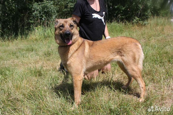 Собака ищет любящую семью