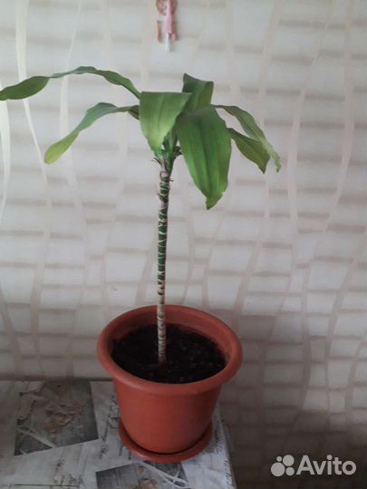 Комнатные цветы