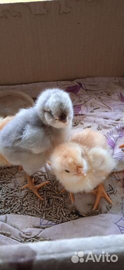 Русская хохлатая ситцевая и амерауканы