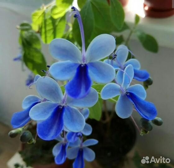 Аглонемы и филы