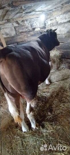 Быки на мясо