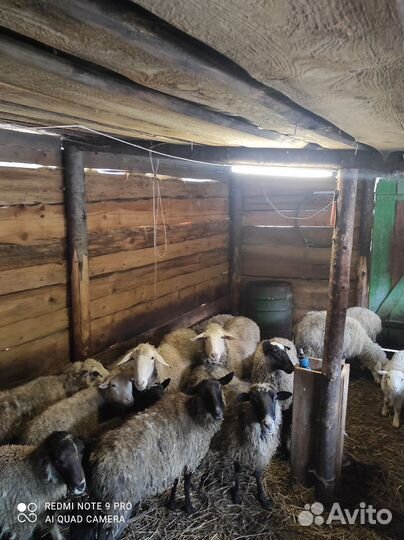 Овцы бараны ягнята