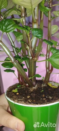 Бальзамин рыжий