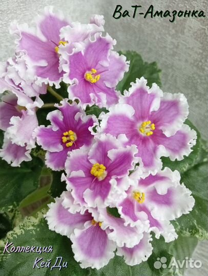 Листочки сортовых фиалок