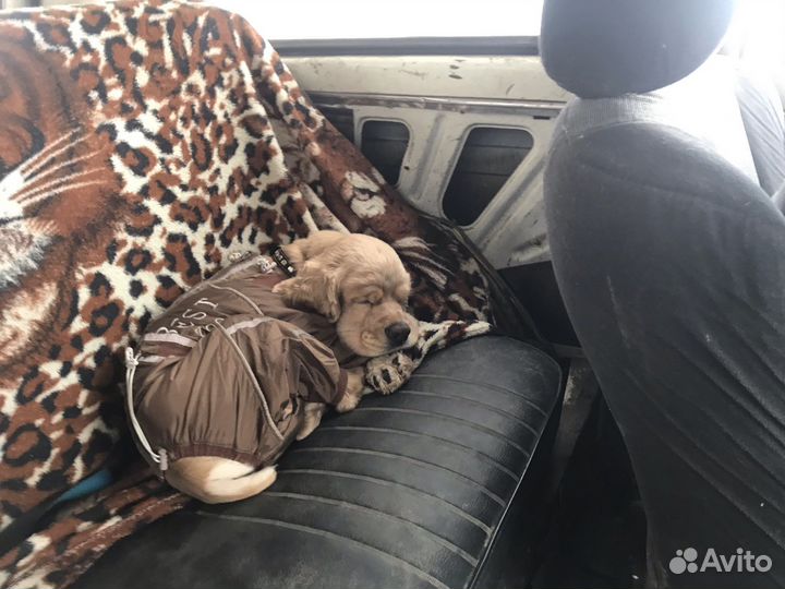 Американский кокер спаниель вязка