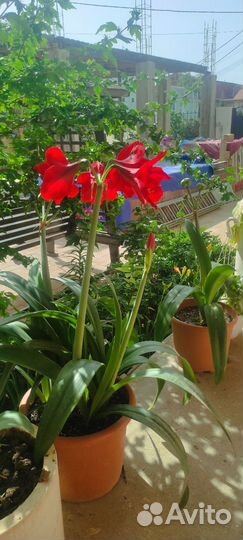 Гиппиаструм