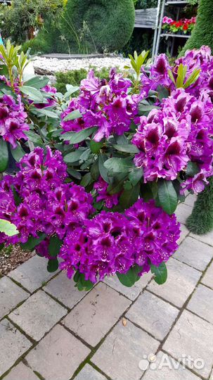 Азалия и Рододендрон, Чубушник Сноубель