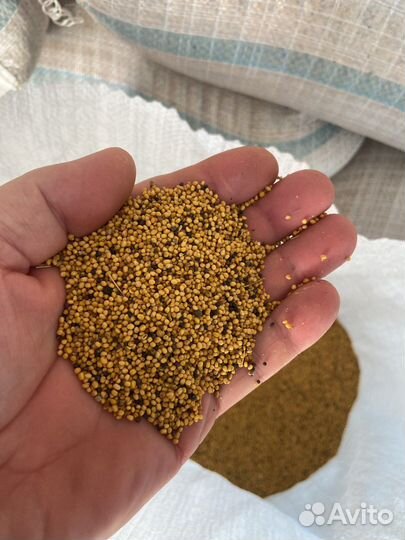 Семена горчицы