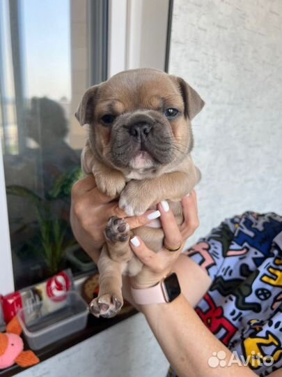 Французский бульдог(вязка)