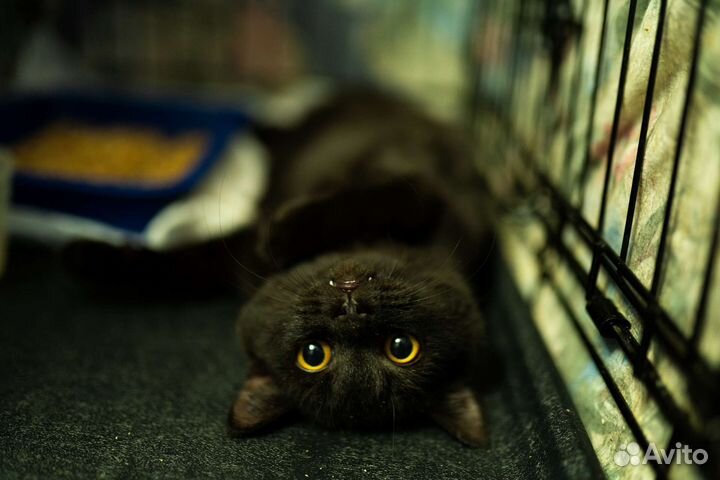 Граф Котякула