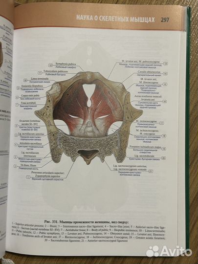Атлас анатомии человека Колесников