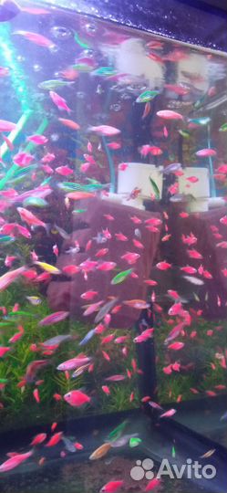 Тернеция glofish, Данио