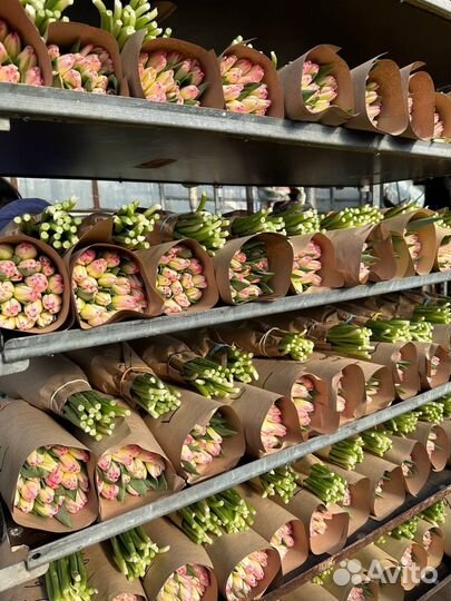 Тюльпаны к 8 марта оптом