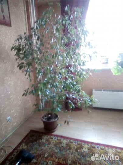 Комнатные растения цветы большие