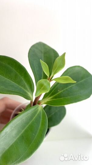 Пеперомия Перескиелистная