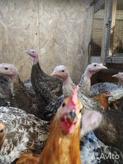 Индюшата подрощенные,суточные