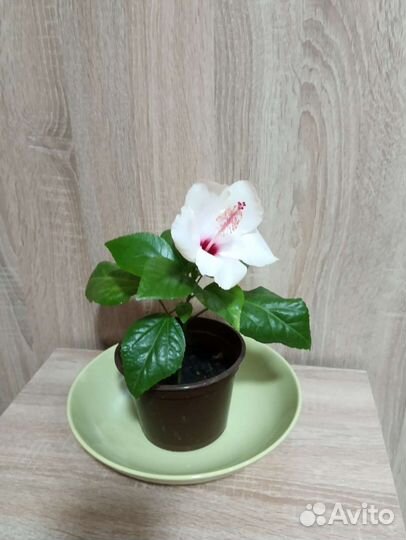 Китайская роза