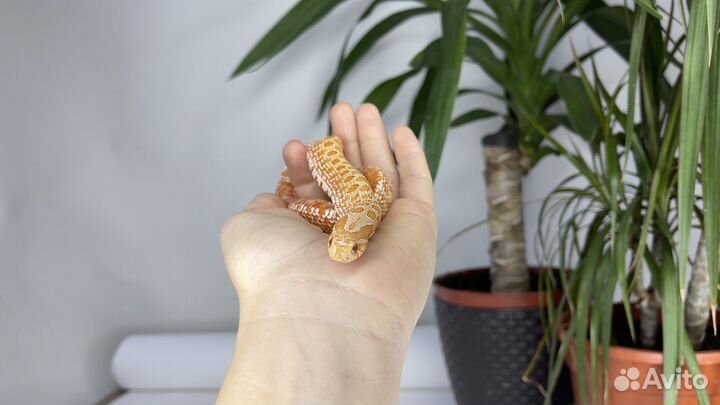 Свиноносый уж Albino