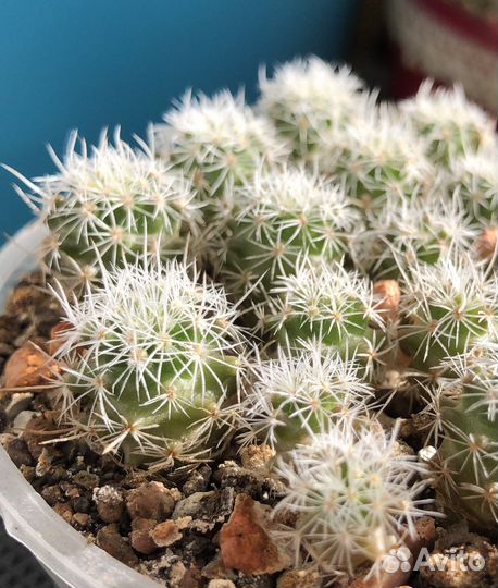 Кактусы редкие коллекционные